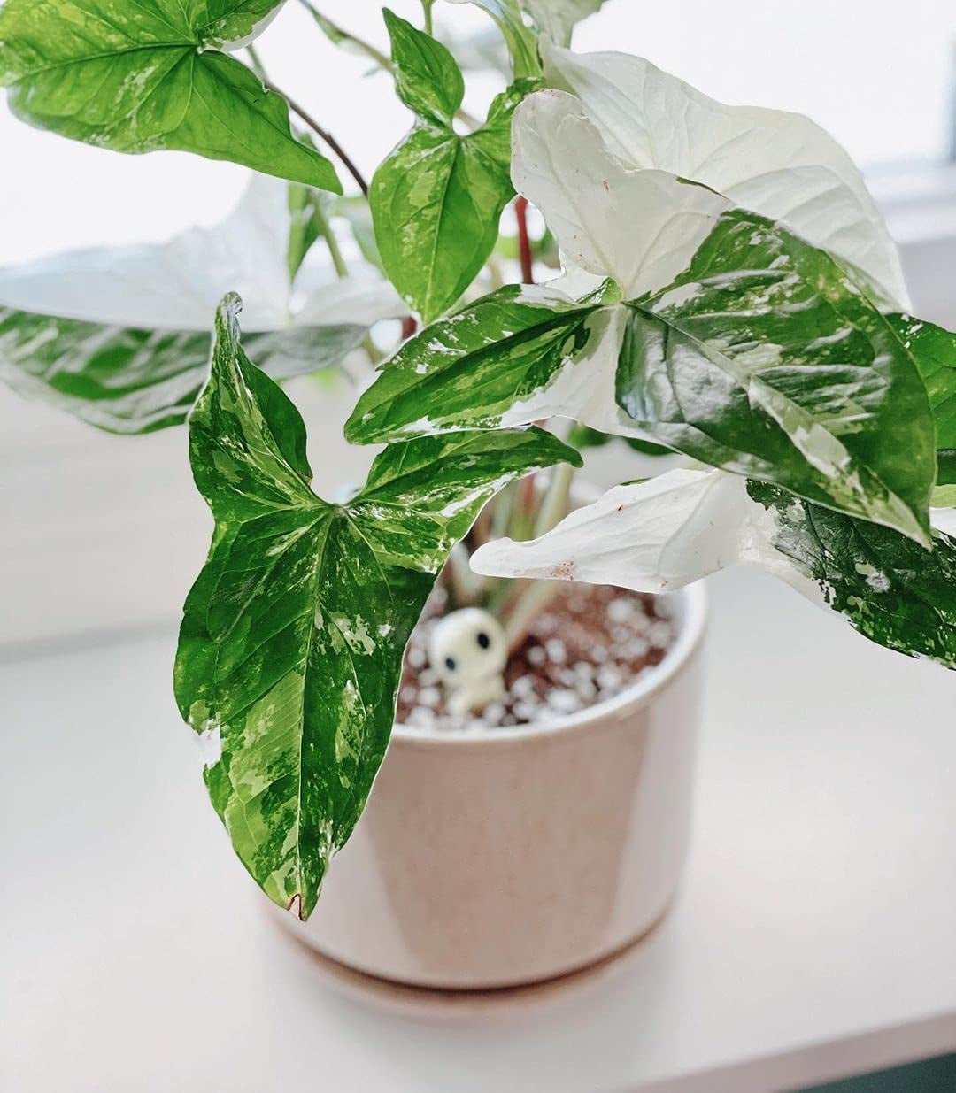 03c8a64c38987ab9a1527bed2a4d7749